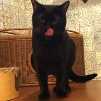 コロニャに負けるニャ　ネコリパ岐阜応援！ねこ写真　【 クー 】 500円