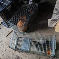 緊急カンパ大募集 能登半島地震、被災地の猫たちの一時預かり＆引取里親探しサポート　ブロマイド