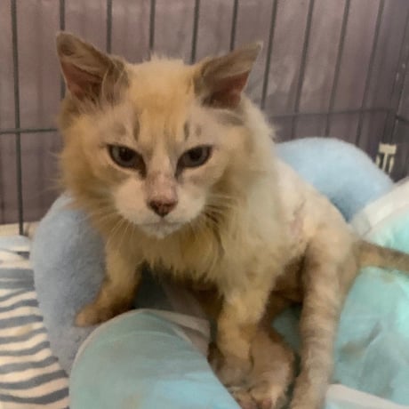 月々1000円　りんご猫　足長おじさん定期サポーター