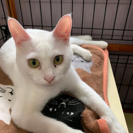 白血病キャリア　レモン猫の足長おじさんサポーター　単発5口　5000円