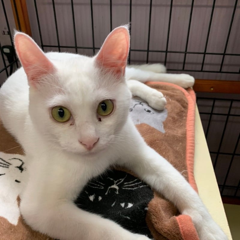 白血病キャリア レモン猫の足長おじさんサポーター 単発3口
