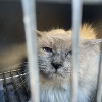 緊急！保健所からの引き出し負傷猫＆重症猫＆総勢19匹レスキューカンンパ！ブロマイド
