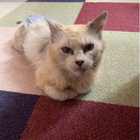 月々1000円　りんご猫　足長おじさん定期サポーター