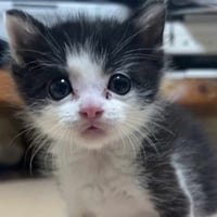 重度の漏斗胸のため手術しないと死んでしまうソヌくんのための緊急カンパのお願い　ブロマイド