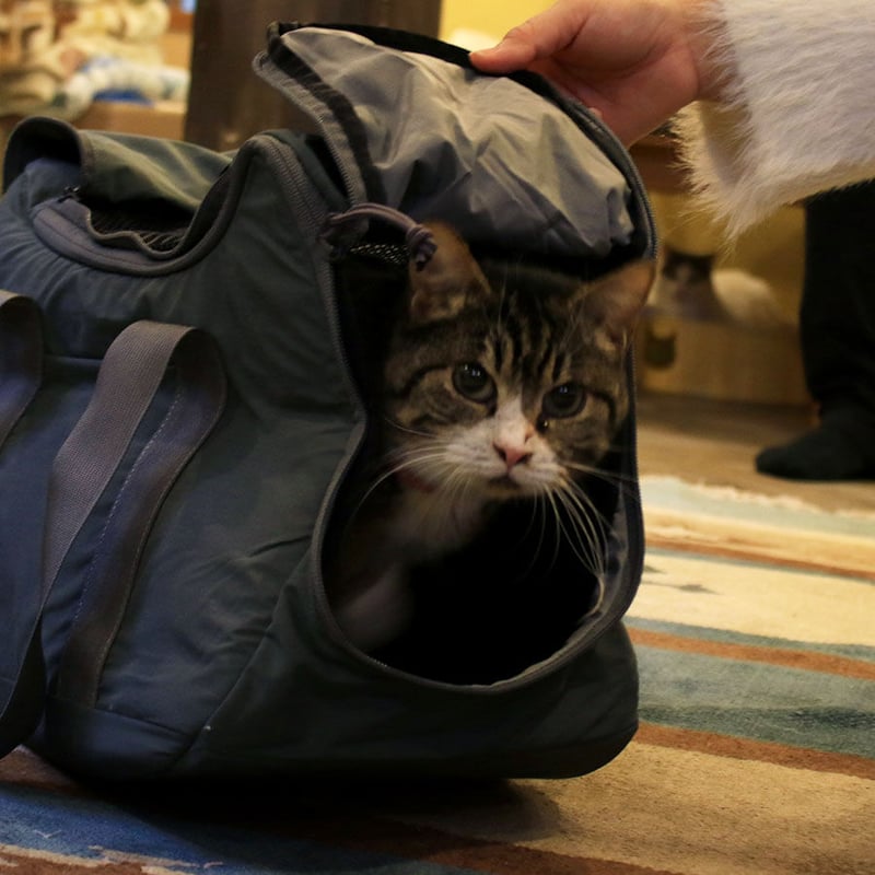 特大　ボストンバッグ　おとぎの国の猫と仲間たち CAT 2WAY BOSTON BAG | NECOREPA STORE