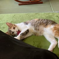 コロニャに負けるニャ　ネコリパ岐阜応援！ねこ写真　【 レオ  】  500円