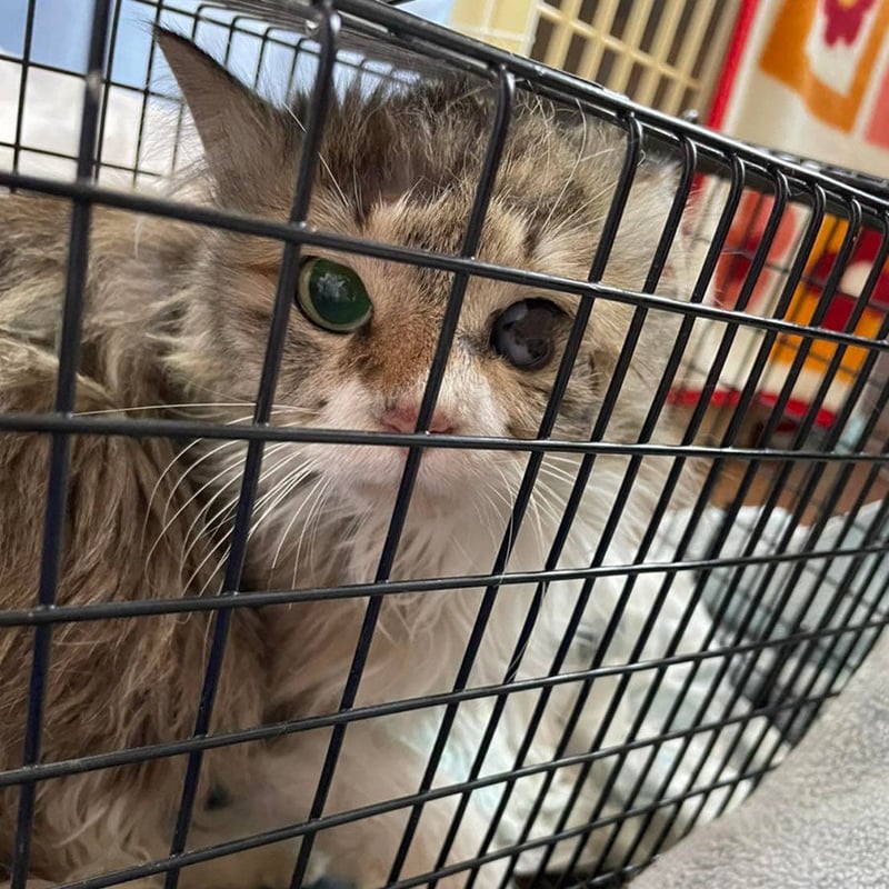 子猫シーズン到来！ 子猫レスキューカンパ ブロマイド
