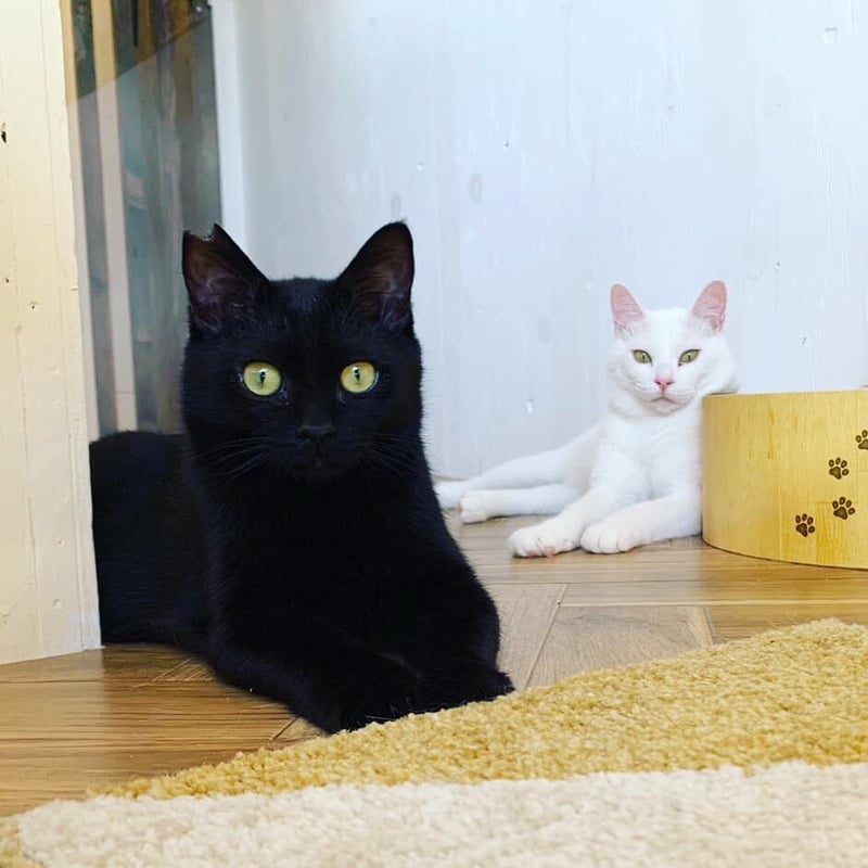 白血病キャリア レモン猫の足長おじさんサポーター 単発3口