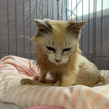月々1000円　りんご猫　足長おじさん定期サポーター