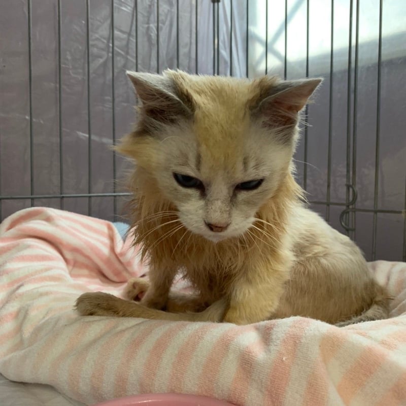 月々5000円 りんご猫 足長おじさん定期サポーター | NECOREPA STORE 月々5000円 りんご猫 足長おじさん定期サポーター | NECOREPA STORE