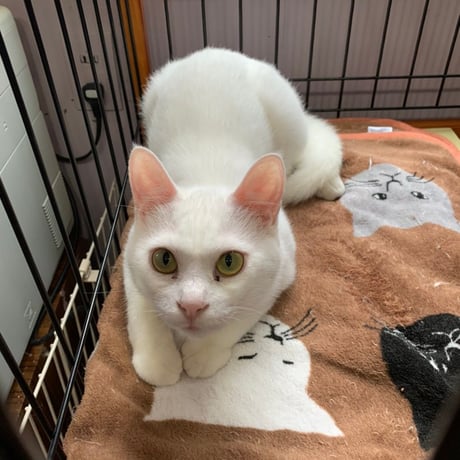 白血病キャリア　レモン猫の足長おじさんサポーター　単発5口　5000円