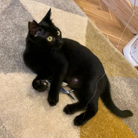 白血病キャリア　レモン猫の足長おじさんサポーター　単発5口　5000円
