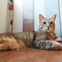 コロニャに負けるニャ　ネコリパ岐阜応援！ねこ写真　【 たけ 】