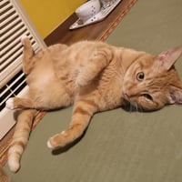 コロニャに負けるニャ　ネコリパ東京応援！ねこ写真　【ルル】 1000円
