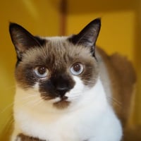 コロニャに負けるニャ　ネコリパ東京応援！ねこ写真　【 シータ】  500円