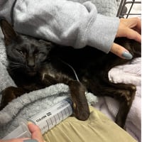 【緊急レスキュー！】年末に保健所から持ち込まれた12匹　医療費カンパ　ブロマイド