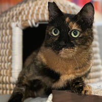 骨折した状態で保護されたカカオちゃんのための緊急カンパのお願い ブロマイド