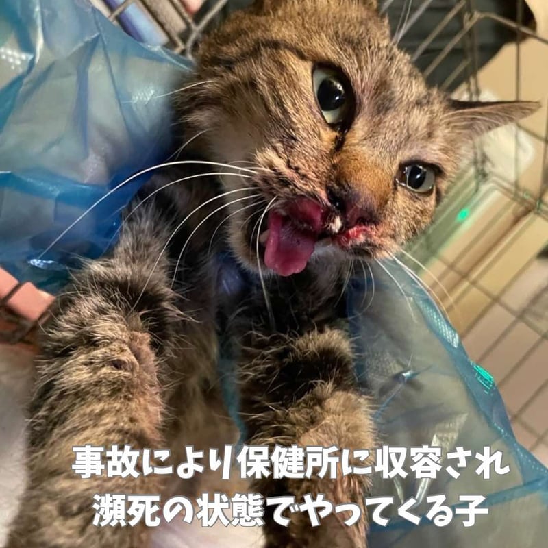 事故などで負傷した猫たち・医療費緊急カンパのお願い ブロマイド