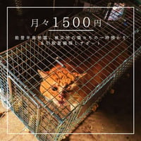 【月々1500円】能登半島地震、被災地の猫たちの一時預かり＆引取里親探しサポート