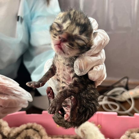 子猫シーズン到来！ 子猫レスキュー＆TNRカンパ　ブロマイド