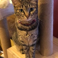 コロニャに負けるニャ　ネコリパ岐阜応援！ねこ写真　【 まめ  】500円