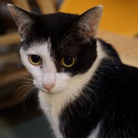 コロニャに負けるニャ　ネコリパ東京応援！ねこ写真　【みいや】  500円