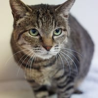 コロニャに負けるニャ　ネコリパ東京応援！ねこ写真　【つくね】 500円