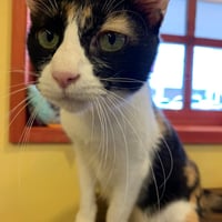 コロニャに負けるニャ　ネコリパ岐阜応援！ねこ写真　【 お菊 】  500円