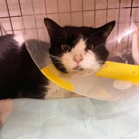 事故により顎の骨が砕けてしまい、生死を彷徨っていた「ジョエル」くん　ブロマイド