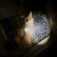 16匹多頭飼育崩壊全頭レスキューのための緊急カンパのお願い ブロマイド