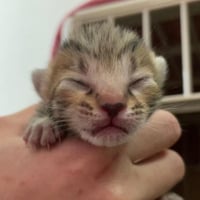 子猫シーズン到来！ 子猫レスキュー＆TNRカンパ　ブロマイド