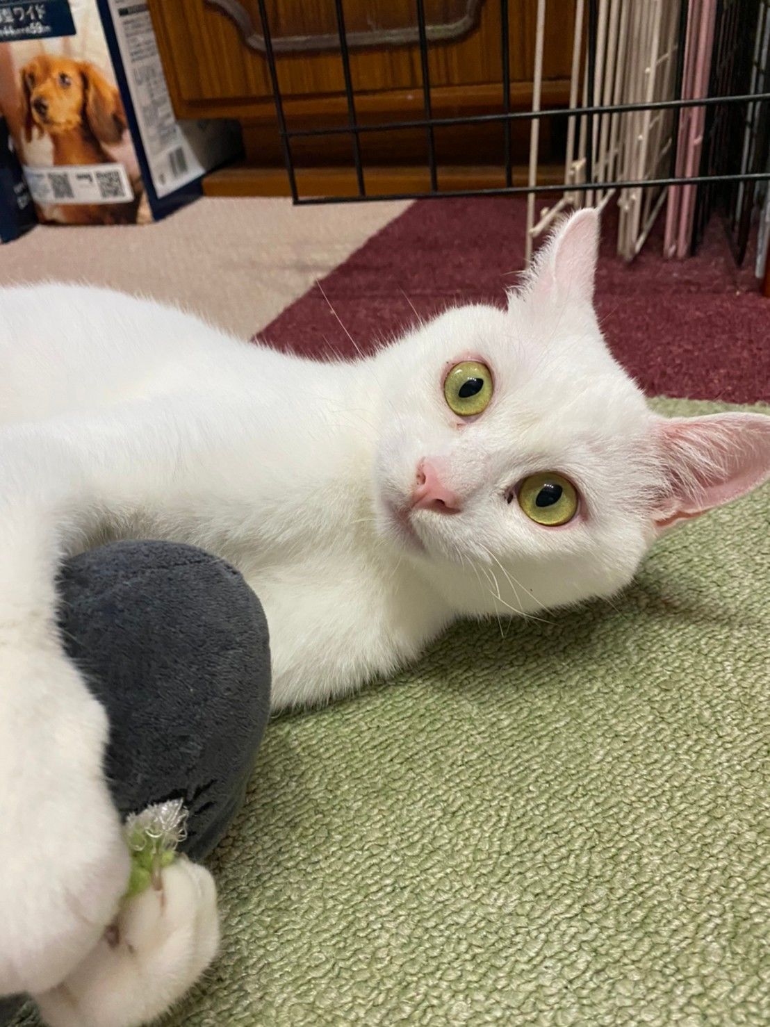 白猫 Lサイズ サンプルページ オーダー 1_00577872eda15f7a41296af4ffca