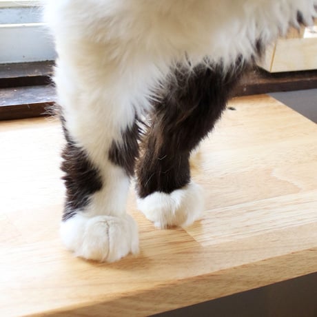 能ある猫は爪隠すシリーズ　５本指ソックス　靴下猫 【スタンダード】
