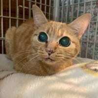 【緊急支援】保護猫ビスクちゃん・医療費支援ブロマイド