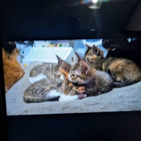 多頭飼育崩壊緊急カンパ第二弾!１段ケージに閉じ込められていた２匹のオスその横には亡くなった子の遺体が放置された現場…レスキューカンパのお願い ブロマイド