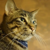 コロニャに負けるニャ　ネコリパ東京応援！ねこ写真　【伊右衛門 】 500円