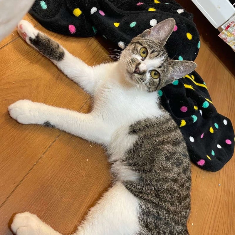 金*虎様 オークションの売上は医療費として使用いたします ご参加いただきありがと 164089186_o2.jpg?