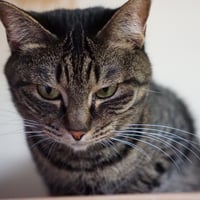 コロニャに負けるニャ　ネコリパ東京応援！ねこ写真　【きい】500円