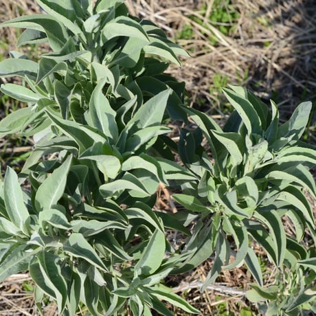 ゼラニウム／国産ホワイトセージスプレー