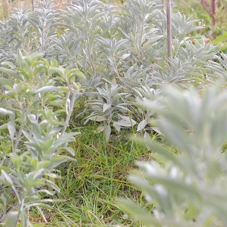 ペパーミント／国産ホワイトセージ ティーライトキャンドルM／Ⅼ