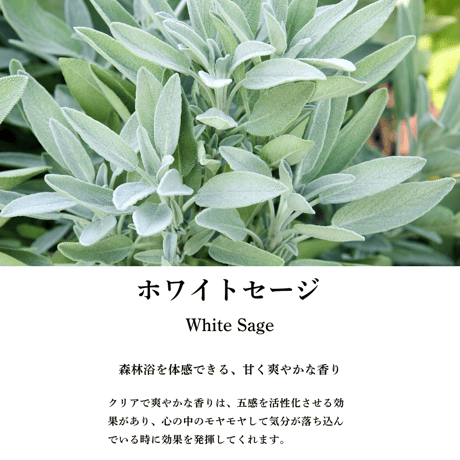 ODAI White Sage／大台ホワイトセージ／国産ホワイトセージスプレー 50ml