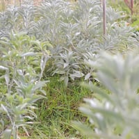 バニラ／国産ホワイトセージ ティーライトキャンドルS