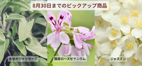 8月30日までキャンペーン開催