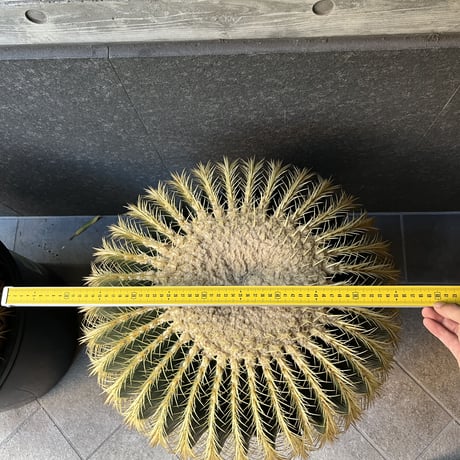 キンシャチ,金鯱60cm