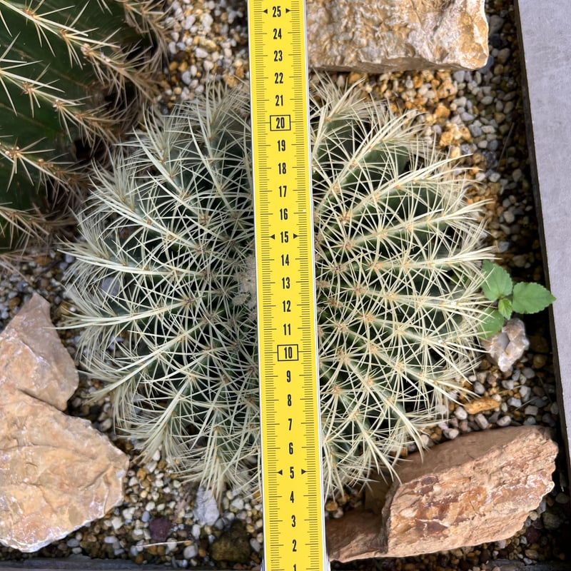 キンシャチ,金鯱30cm | sabana