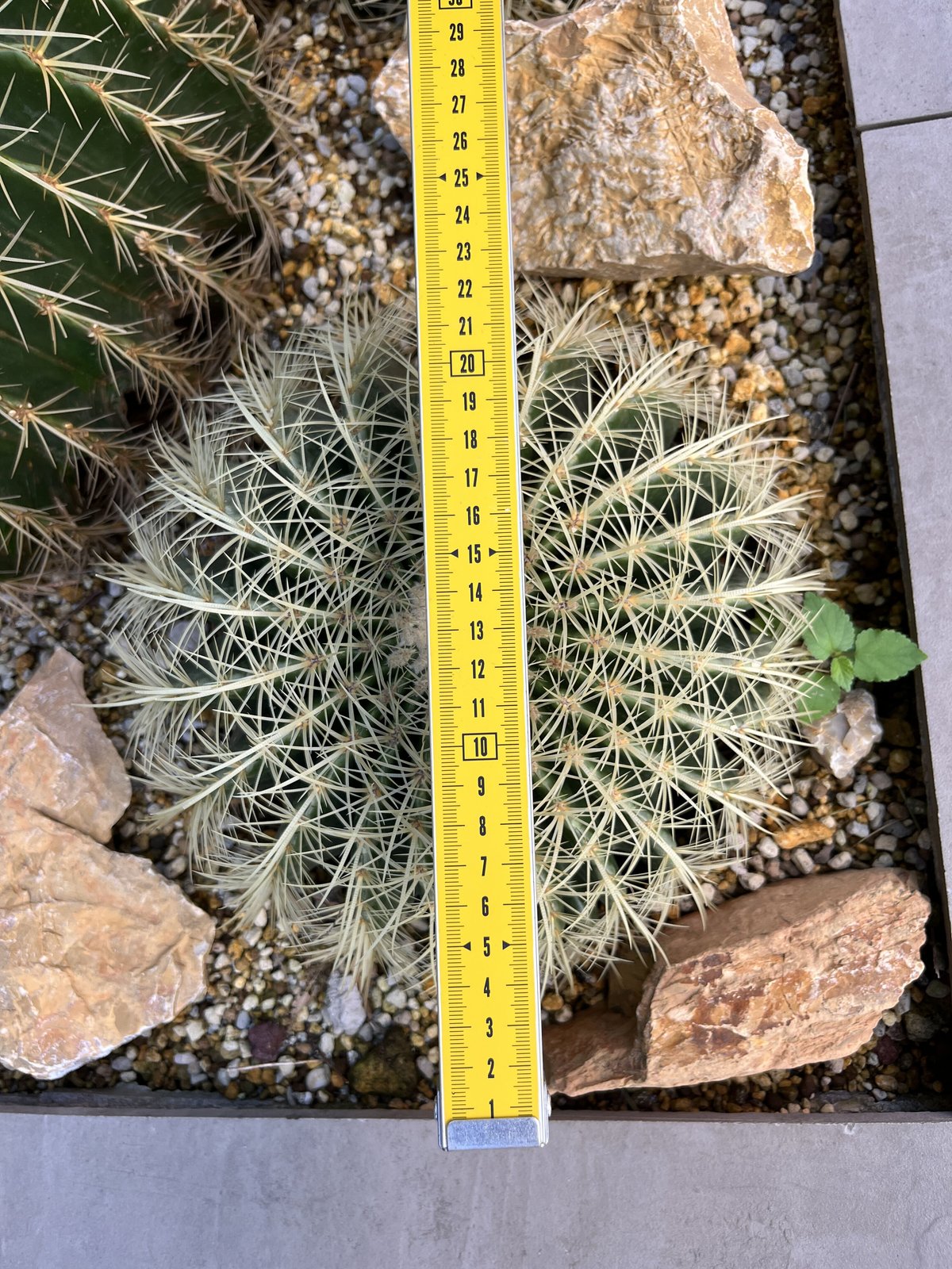 キンシャチ,金鯱30cm | sabana