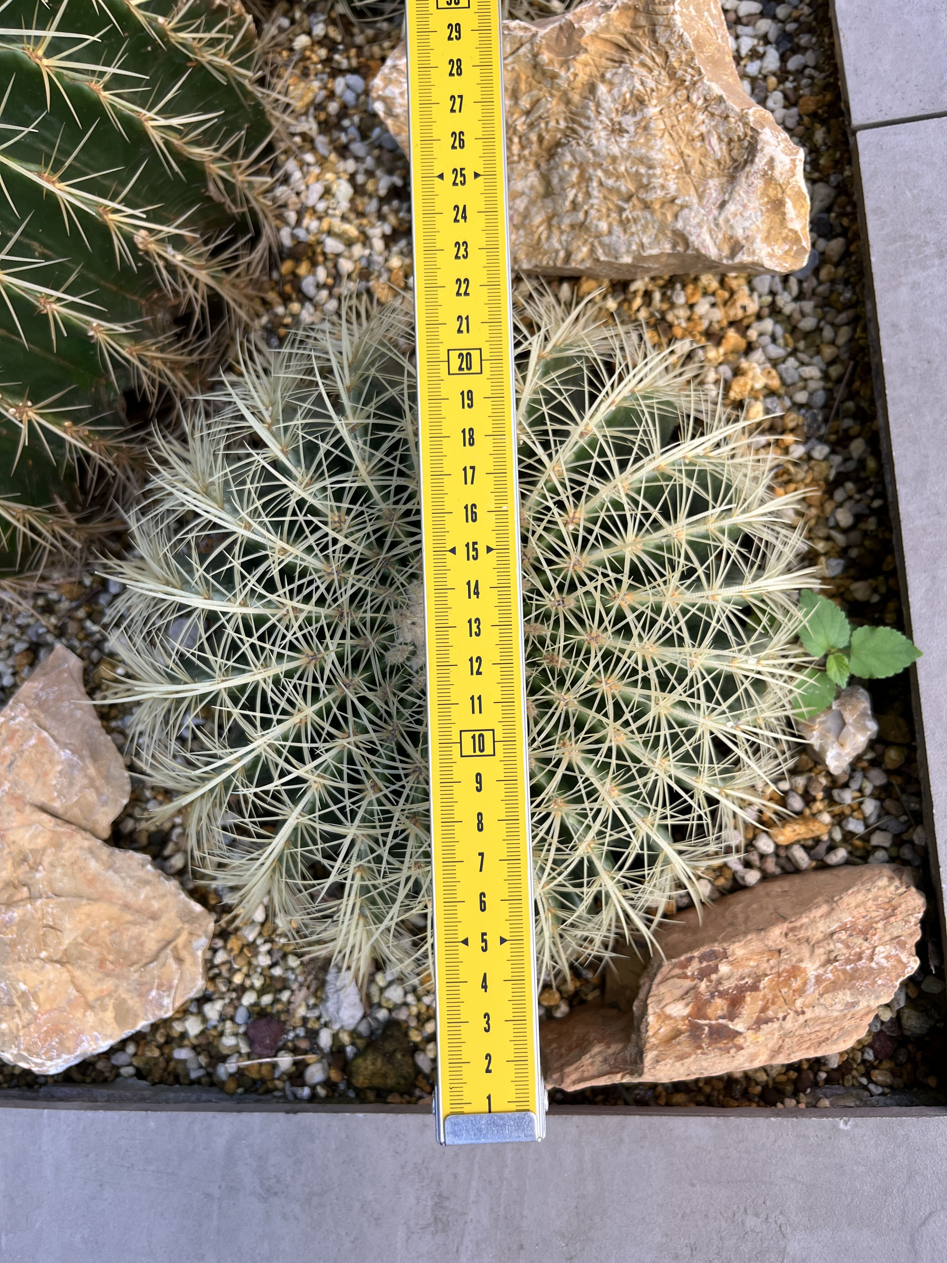 キンシャチ,金鯱30cm | sabana