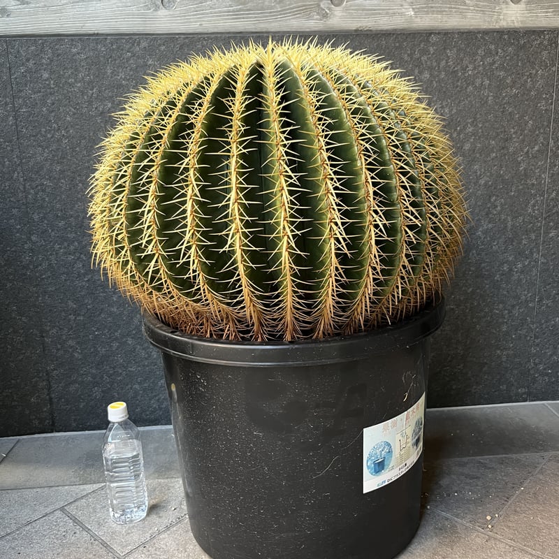 キンシャチ,金鯱60cm | sabana キンシャチ,金鯱60cm | sabana