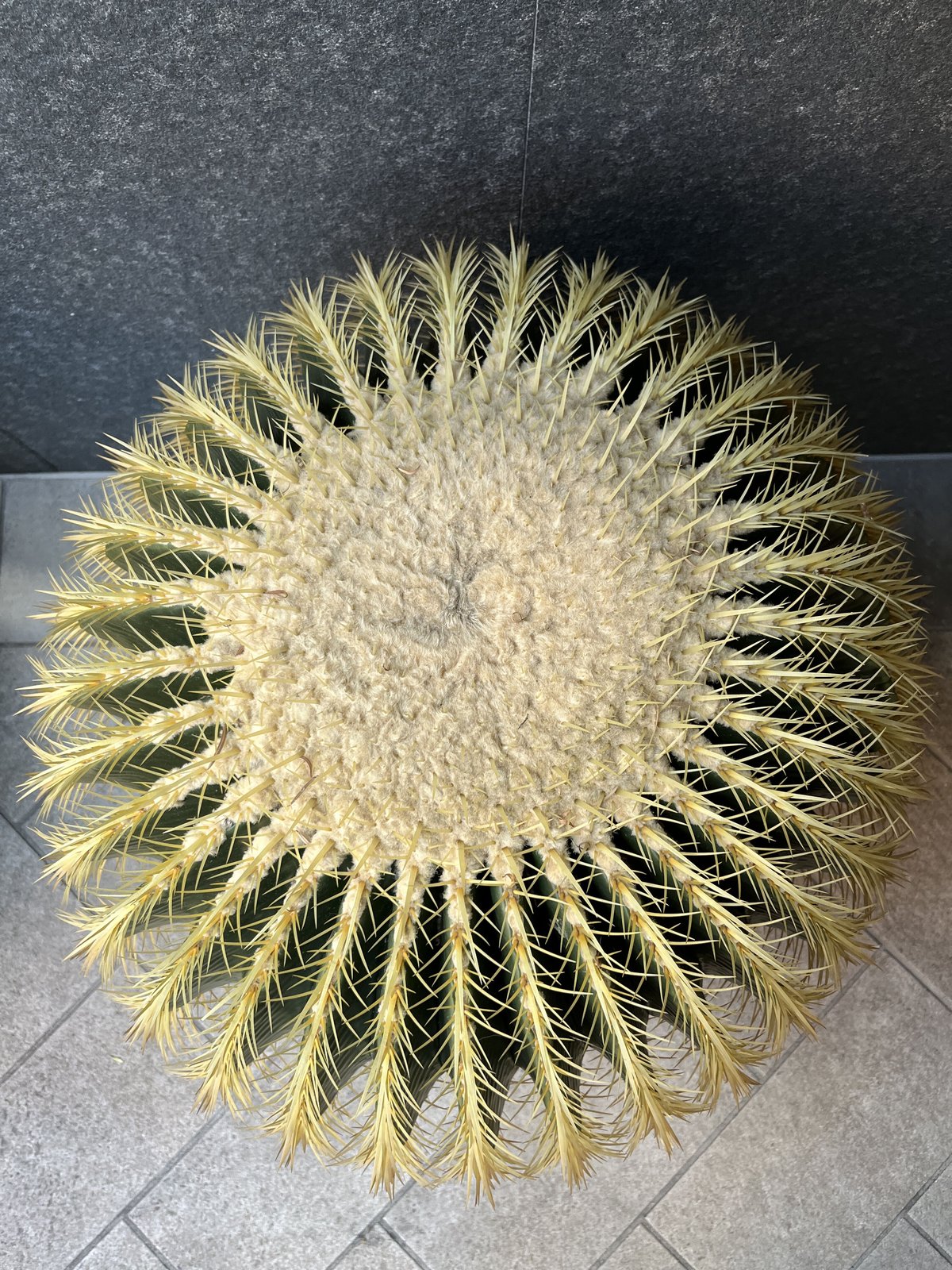 キンシャチ,金鯱60cm | sabana