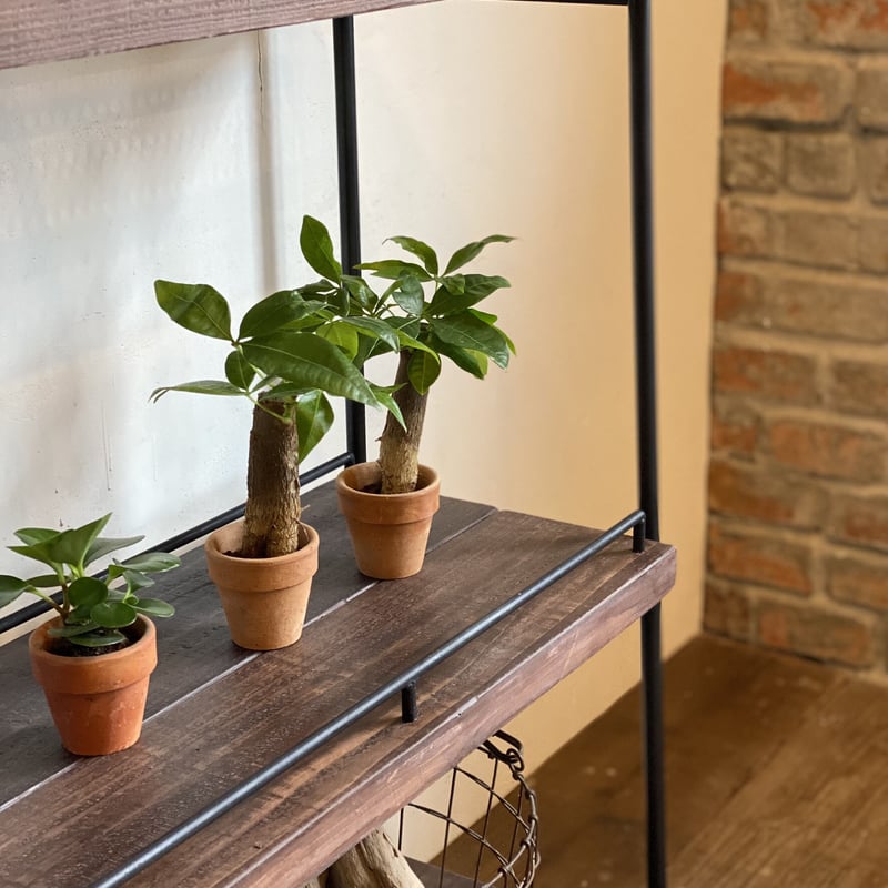 アイアンシェルフ アイアンラック ボタニカルシェルフ 植物棚 アガベ